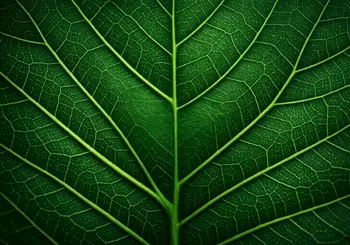 350x245 (2)